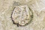 Fossil Crinoid - Keokuk Formation, Missouri #157253-2